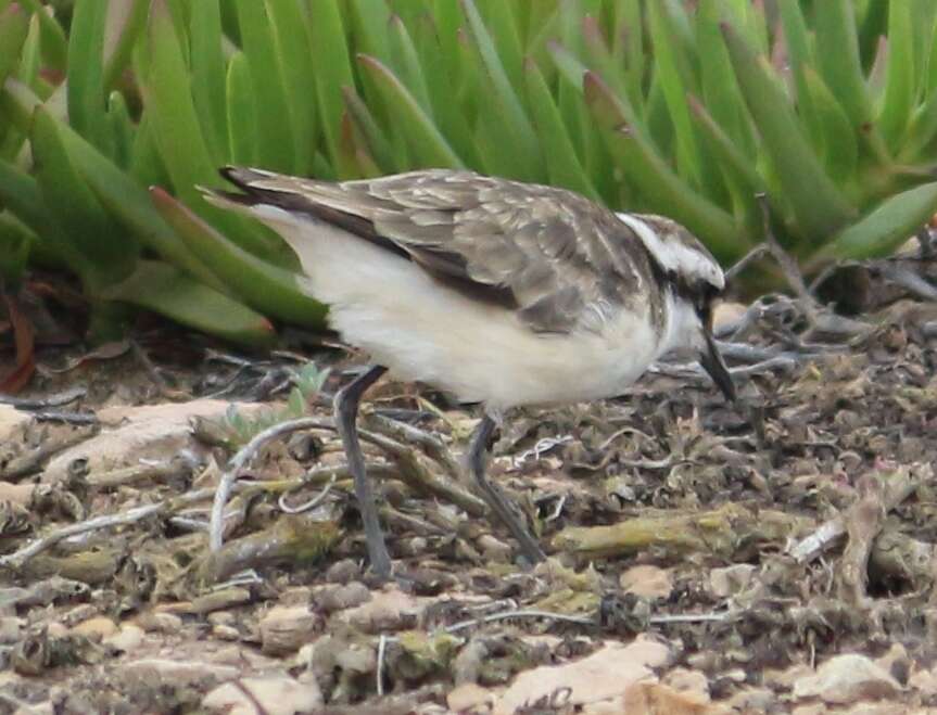 Charadrius sanctaehelenae (Harting 1873) resmi