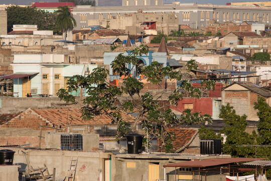 Image of Yagrumo Hembra, Trumpet-Tree