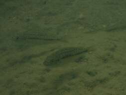 Image de Cyathochromis obliquidens Trewavas 1935