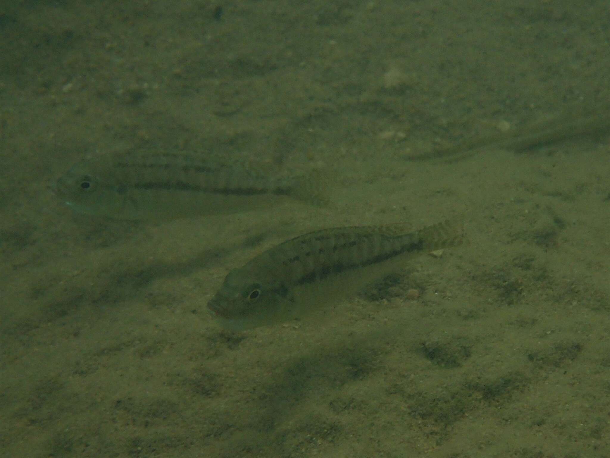 Image de Cyathochromis obliquidens Trewavas 1935