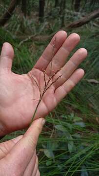 Image of Lepidosperma urophorum N. A. Wakef.