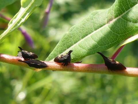 Image of Two-marked Treehopper