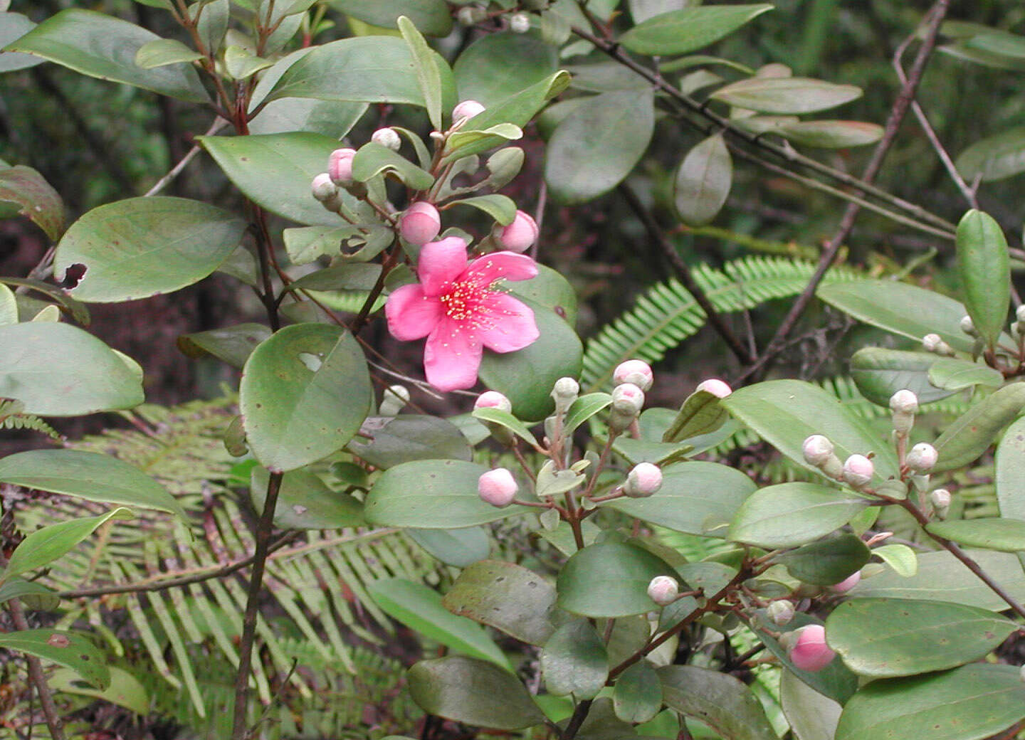 Sivun Rhodomyrtus tomentosa (Aiton) Hassk. kuva