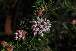 Image of Grevillea acerata Mc Gill.