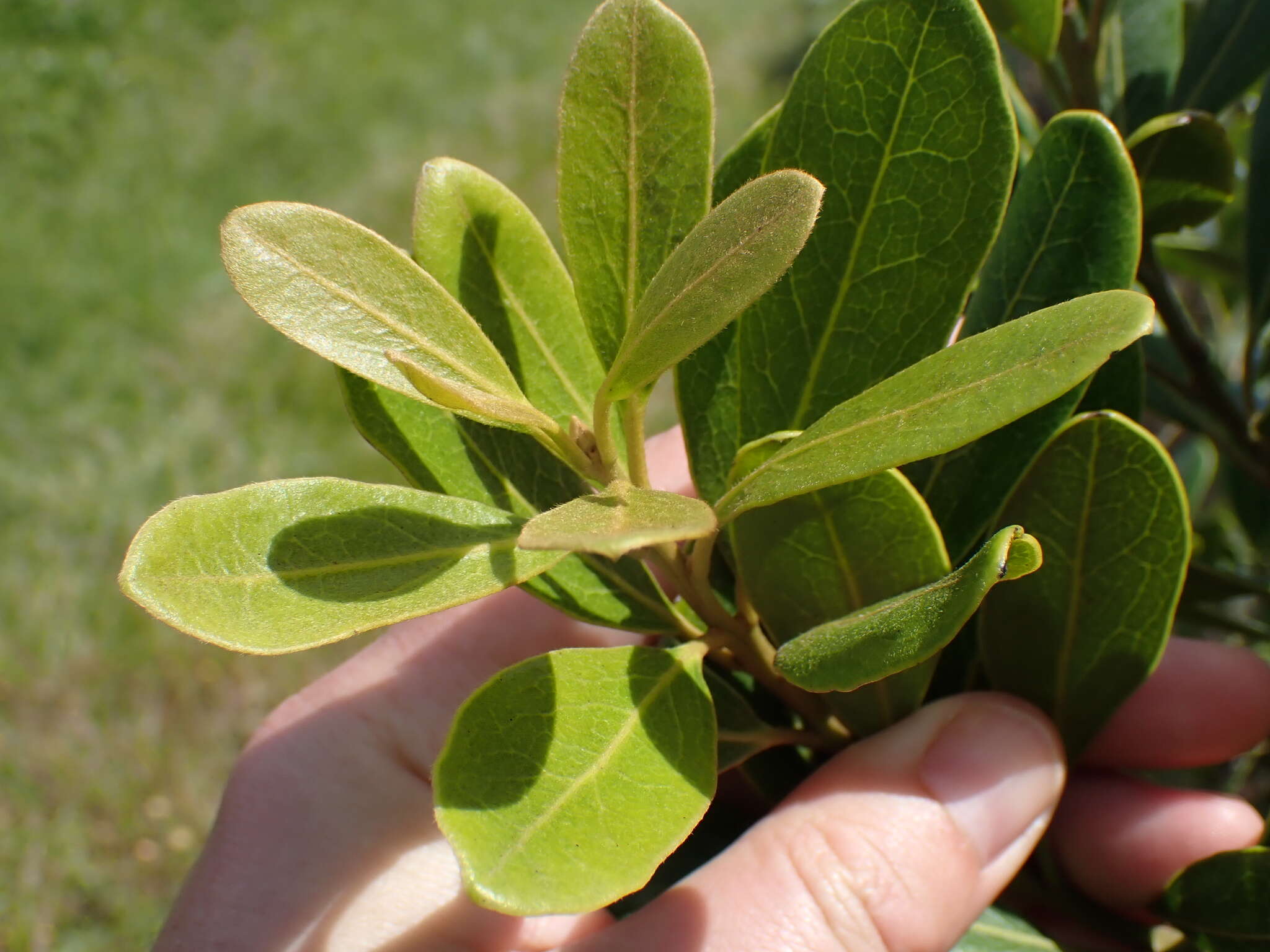 Sivun Euclea natalensis subsp. obovata F. White kuva