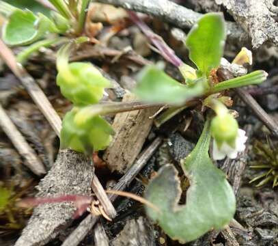 Image of Viola hederacea subsp. cleistogamoides L. Adams