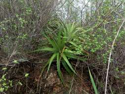 Image of Hechtia iltisii Burt-Utley & Utley