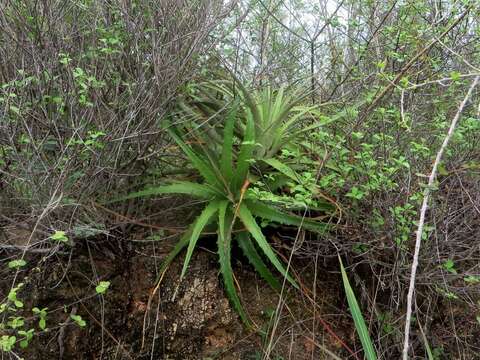 Image of Hechtia iltisii Burt-Utley & Utley