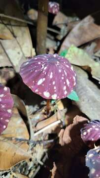 Imagem de Marasmius amazonicus Henn. 1904