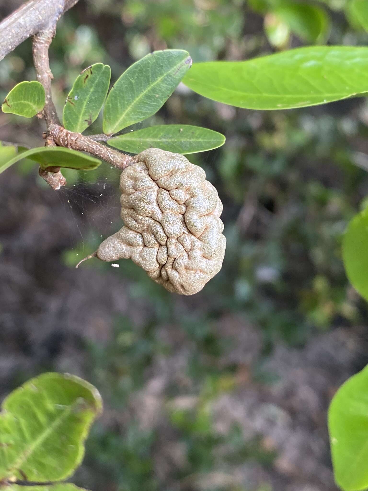 Plancia ëd Cynometra iripa Kostel.