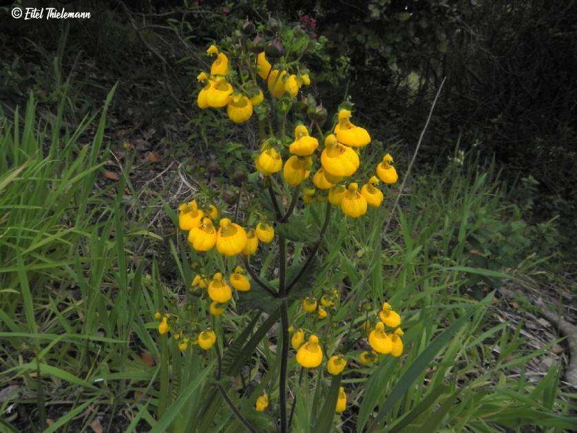 Image of Calceolaria corymbosa Ruiz & Pav.