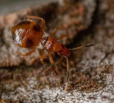 Loricula bipunctata (Perris 1857)的圖片