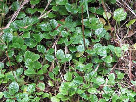 Image of Pyrola morrisonensis (Hayata) Hayata