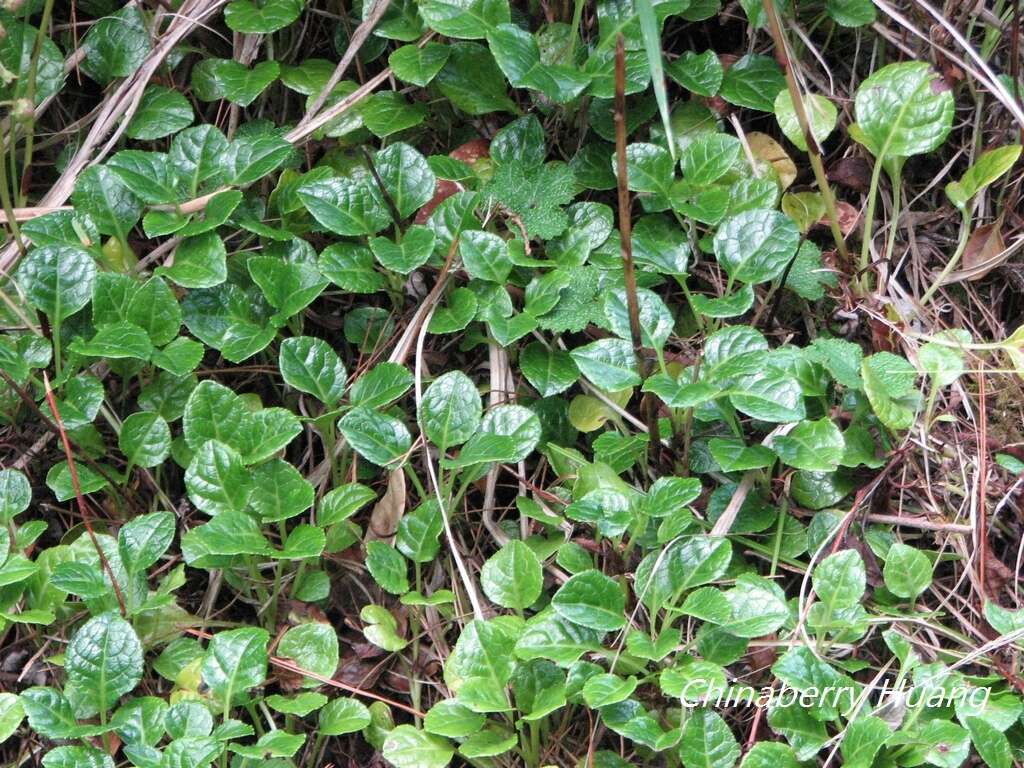 Image of Pyrola morrisonensis (Hayata) Hayata