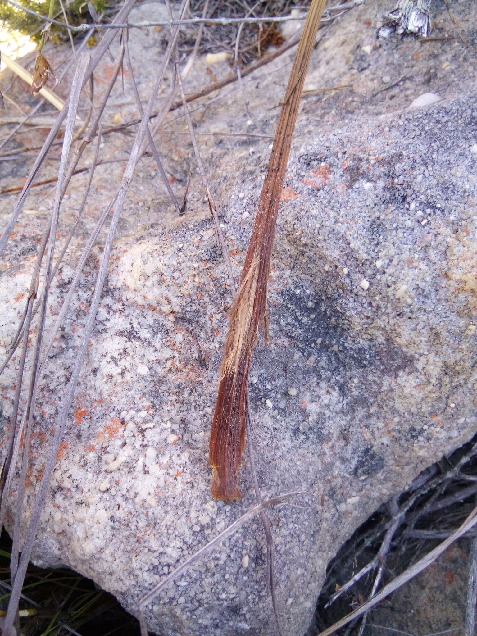 Image of Corymbium glabrum L.