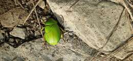 Sivun Chrysina psittacina (Sturm 1843) kuva