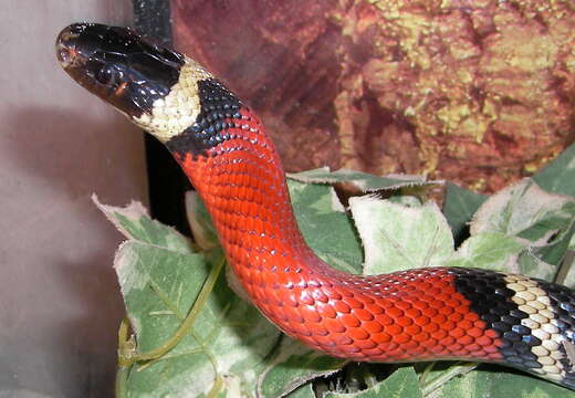 Image of Lampropeltis triangulum nelsoni