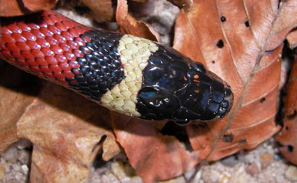 Image of Lampropeltis triangulum nelsoni