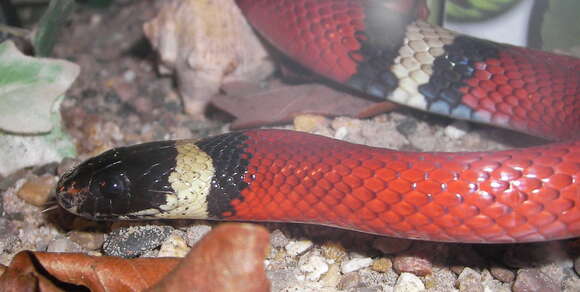 Image of Lampropeltis triangulum nelsoni