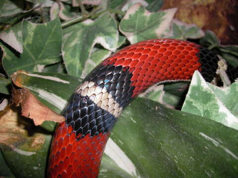 Image of Lampropeltis triangulum nelsoni