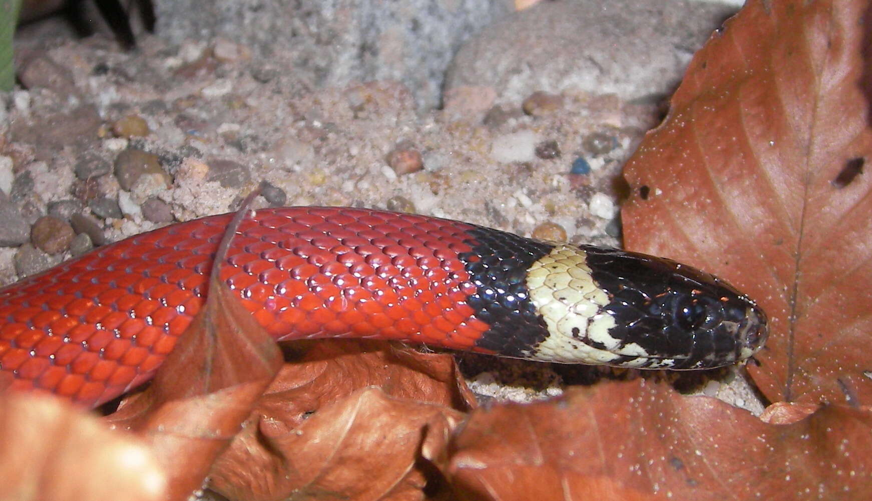 Image of Lampropeltis triangulum nelsoni