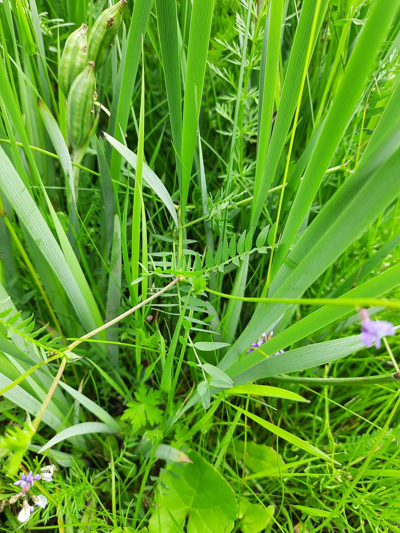 Image of Oxytropis glabra DC.