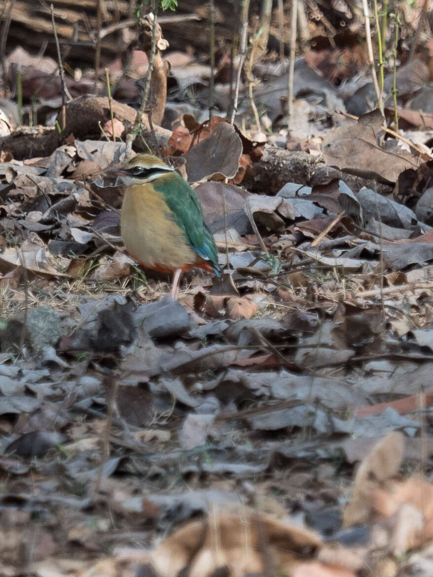 Plancia ëd Pitta brachyura (Linnaeus 1766)