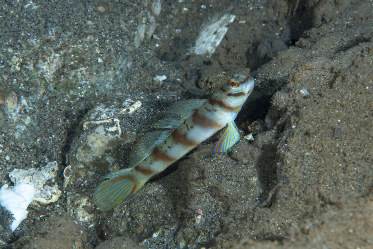 Amblyeleotris diagonalis Polunin & Lubbock 1979 resmi