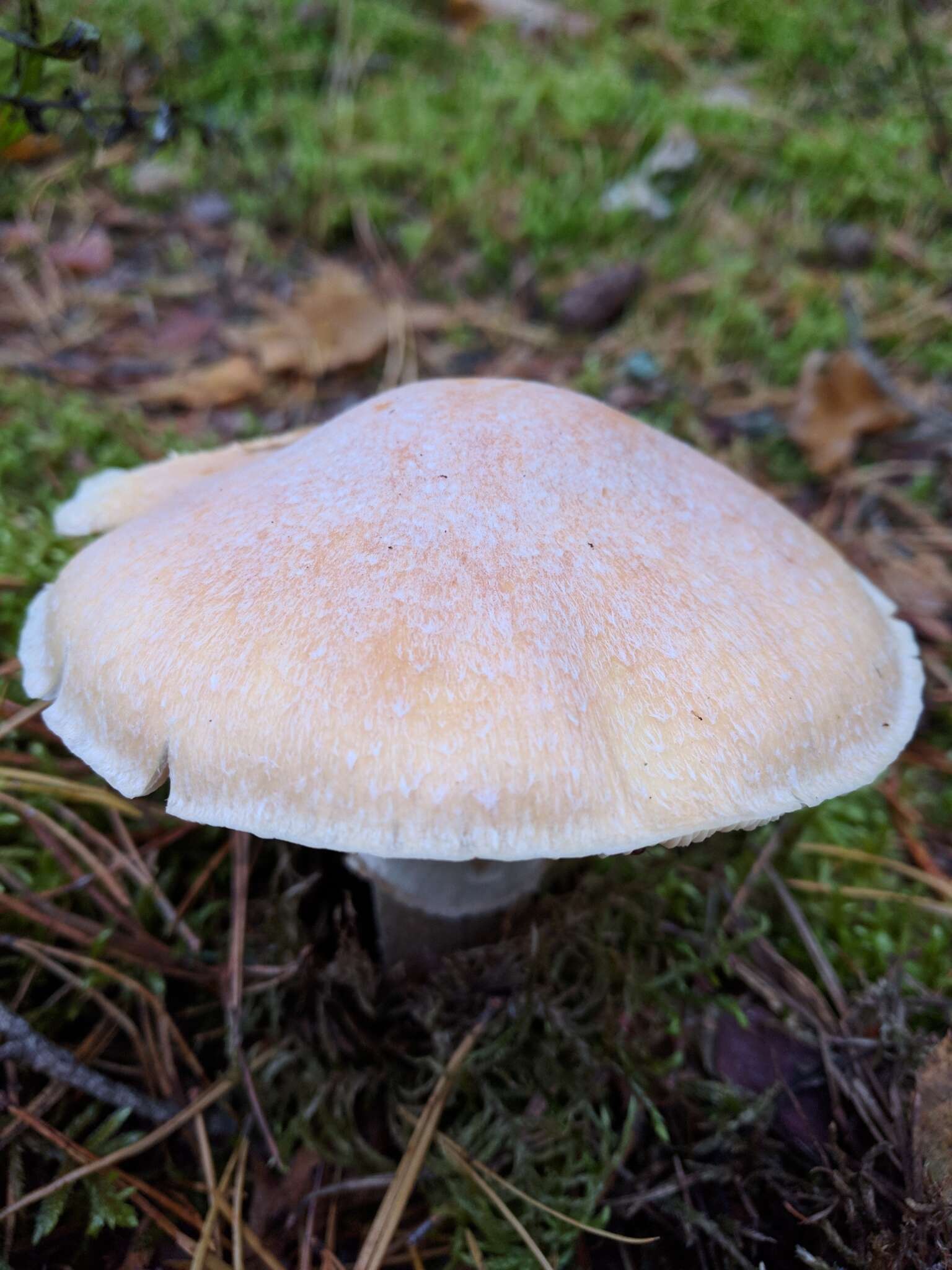 Image of Cortinarius caperatus (Pers.) Fr. 1838