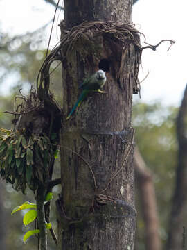 Image of Blue-winged Parakeet