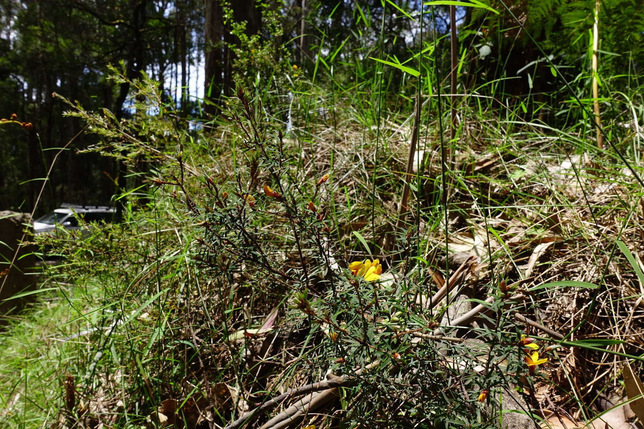 Image of Pultenaea forsythiana