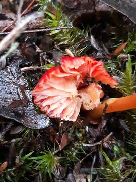 Image of Hygrocybe firma (Berk. & Broome) Singer 1958