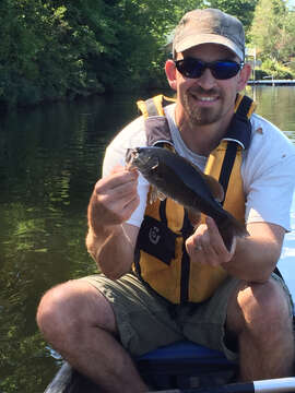 Image of Smallmouth Bass