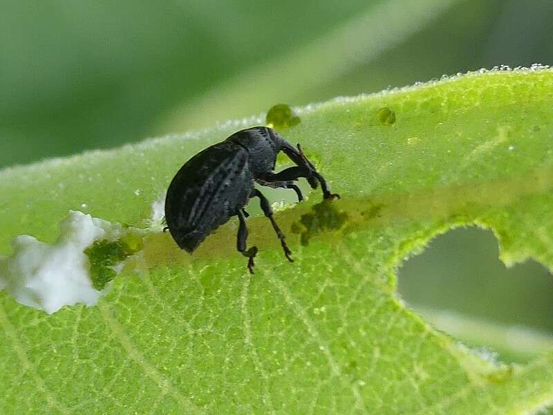 Image of Milkweed Stem Weevil