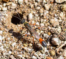 Image of Ammophila laeviceps F. Smith 1873