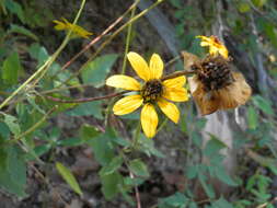 Image of Heliopsis anomala (M. E. Jones) B. L. Turner