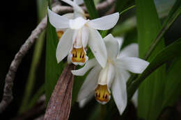 Image of Coelogyne hirtella J. J. Sm.