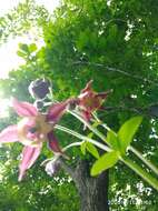 Image of Aquilegia oxysepala Trautv. & C. A. Mey.