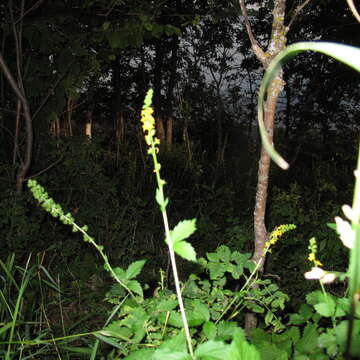 Image of roadside agrimony