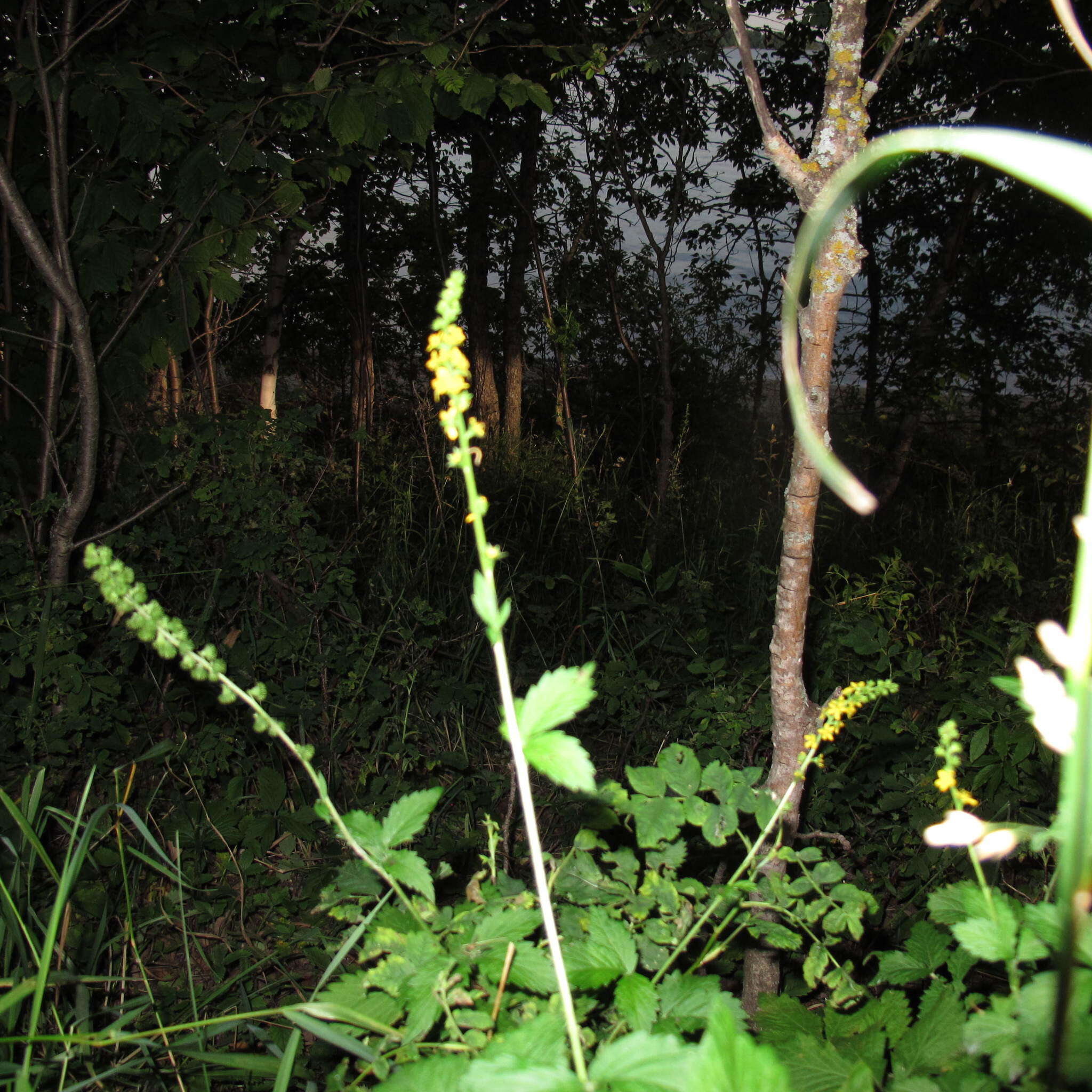 Plancia ëd Agrimonia striata Michx.