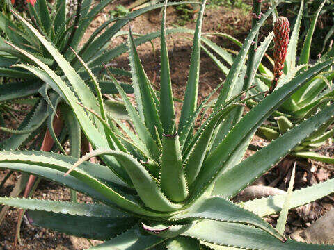 Image of candelabra aloe