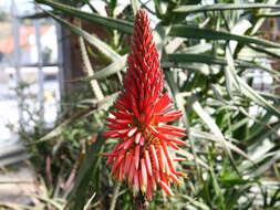 صورة Aloe succotrina Weston