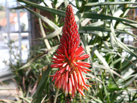 صورة Aloe succotrina Weston