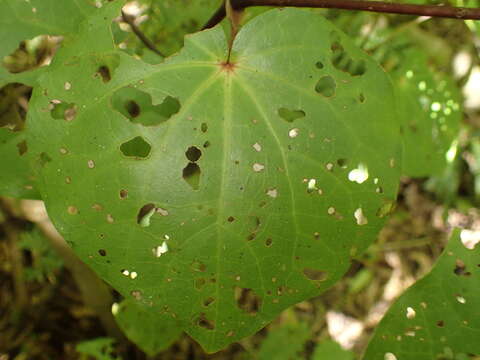 Macropiper excelsum subsp. excelsum resmi