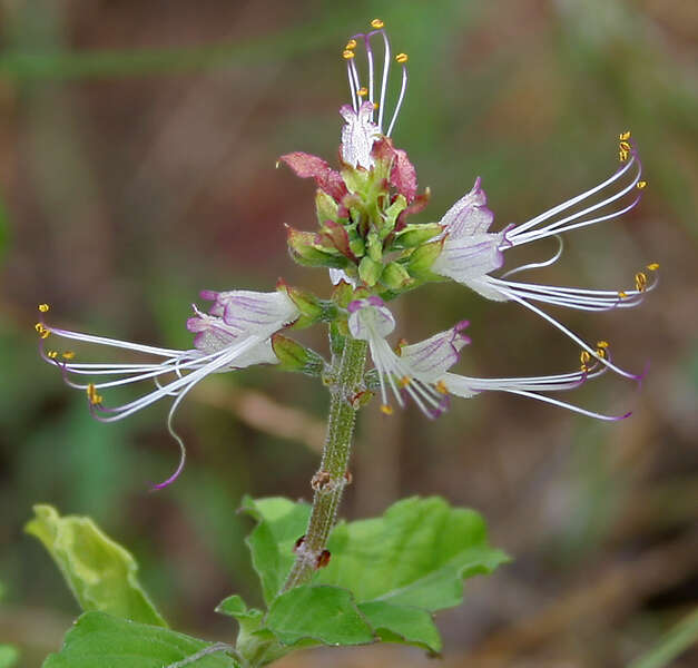 Image of Orthosiphon aristatus var. aristatus