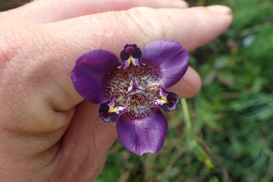 Image of propeller flower