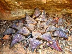 Image de Haworthia emelyae var. emelyae