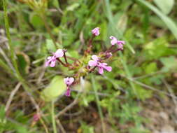 Image of Fedia graciliflora Fischer & Meyer