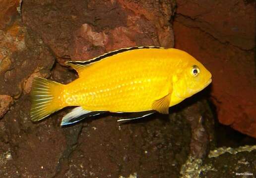 صورة Labidochromis caeruleus Fryer 1956