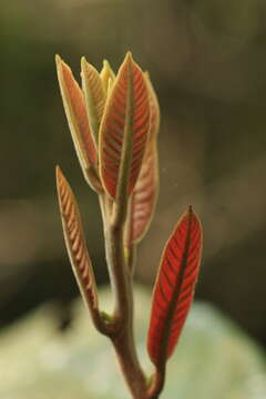 Image of Litsea floribunda (Bl.) Gamble